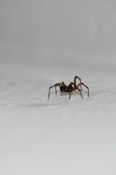 Comment faire fuir les araignées de sa maison ?
