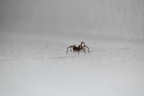 Comment faire fuir les araignées de sa maison ?
