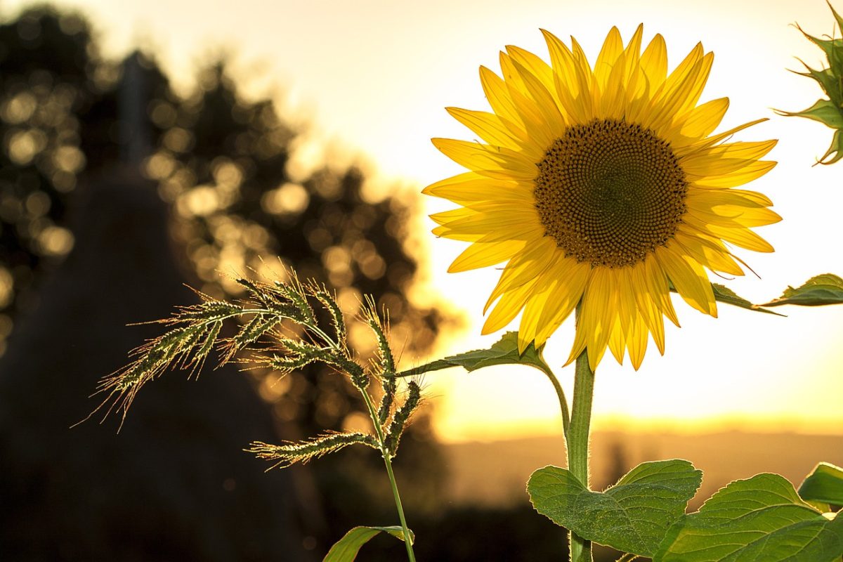 Pourquoi et comment désherber son jardin ?