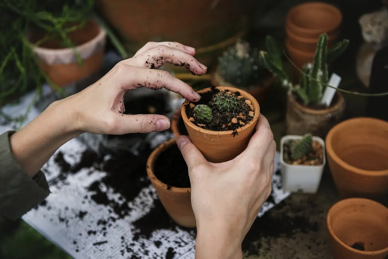 Qu’est ce que le jardinage de rocailles ?