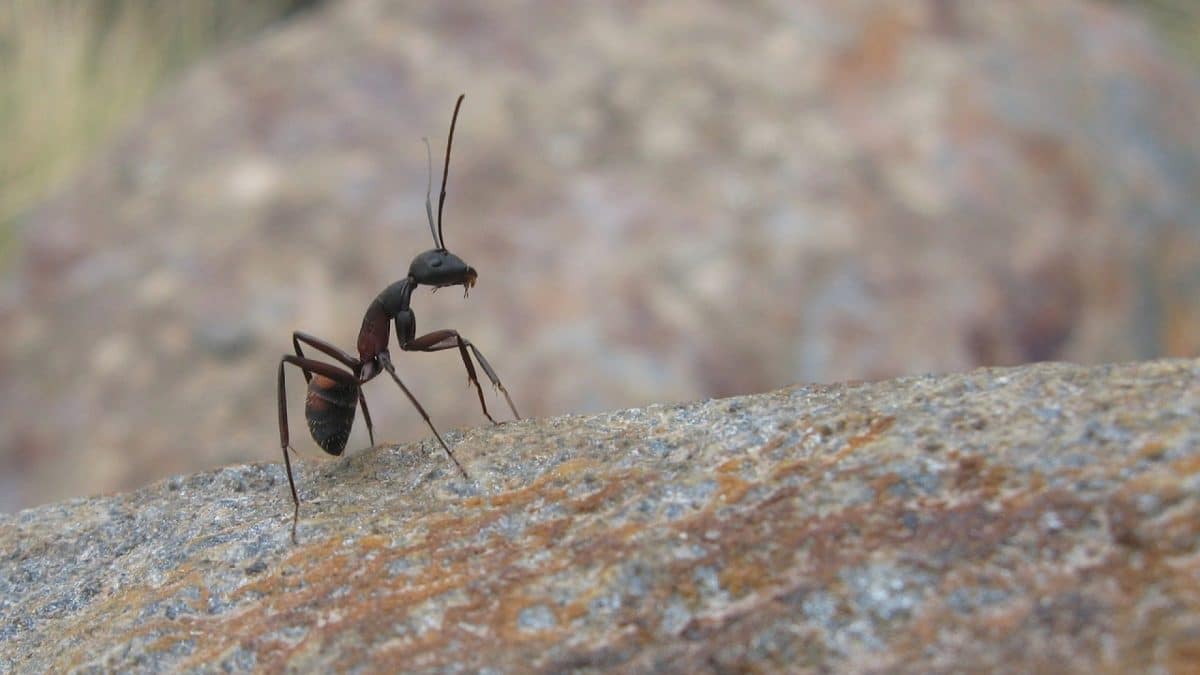 3 astuces imparables pour éliminer les fourmis de votre maison !