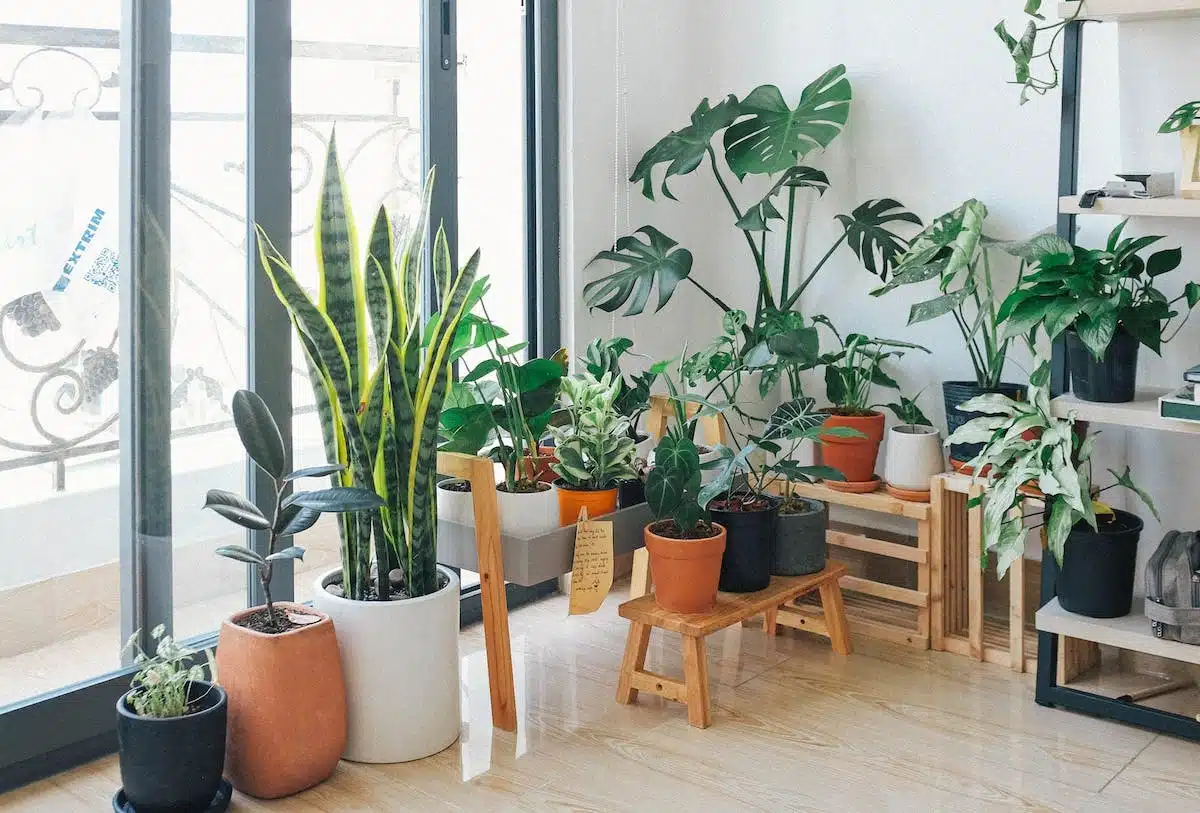 Découvrez les plantes d’intérieur les plus simples à garder en vie