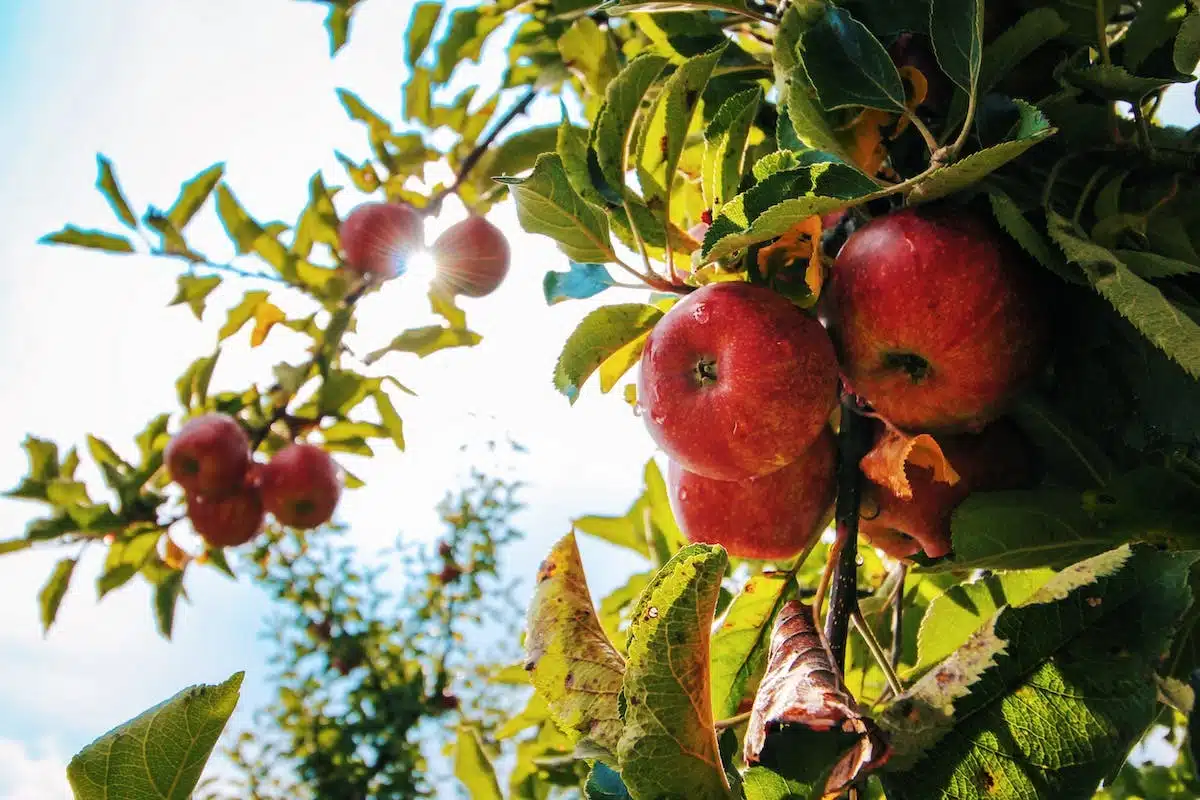 Les meilleurs choix d’arbres fruitiers pour une abondante récolte dans votre jardin