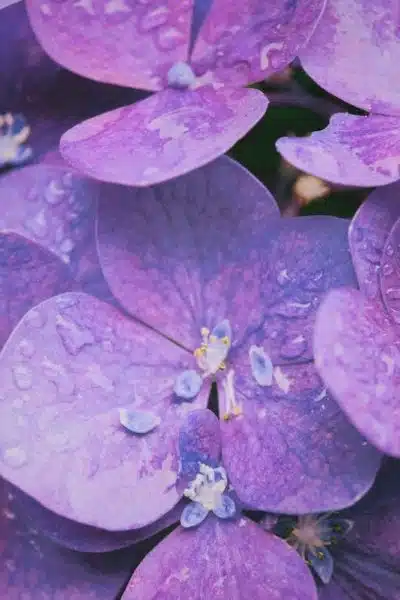 Comment remédier aux problèmes d’hortensias sans fleurs ? 10 erreurs à éviter !