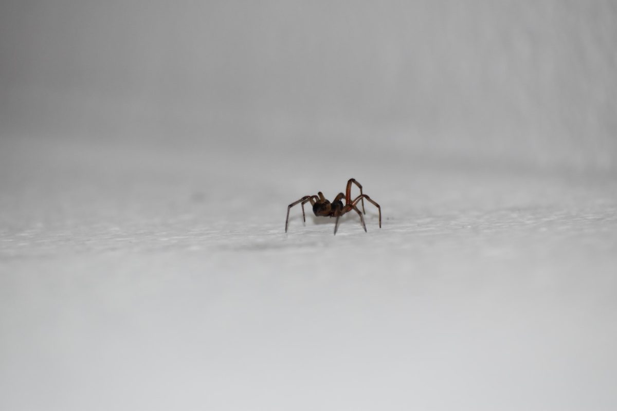 Comment faire fuir les araignées de sa maison ? - Maison Pro