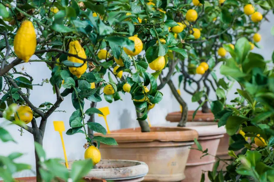 Mon citronnier perd ses feuilles : que faire pour y remédier ?
