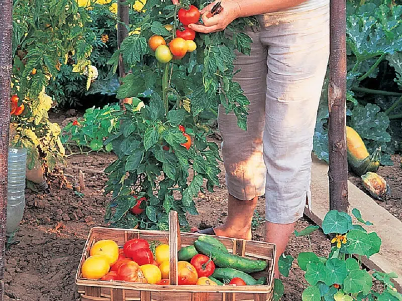 Quand planter les tomates avec la lune ?