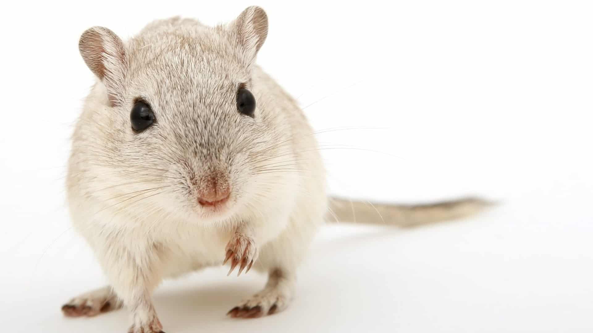 Comment prévenir aisément une invasion de rats ?