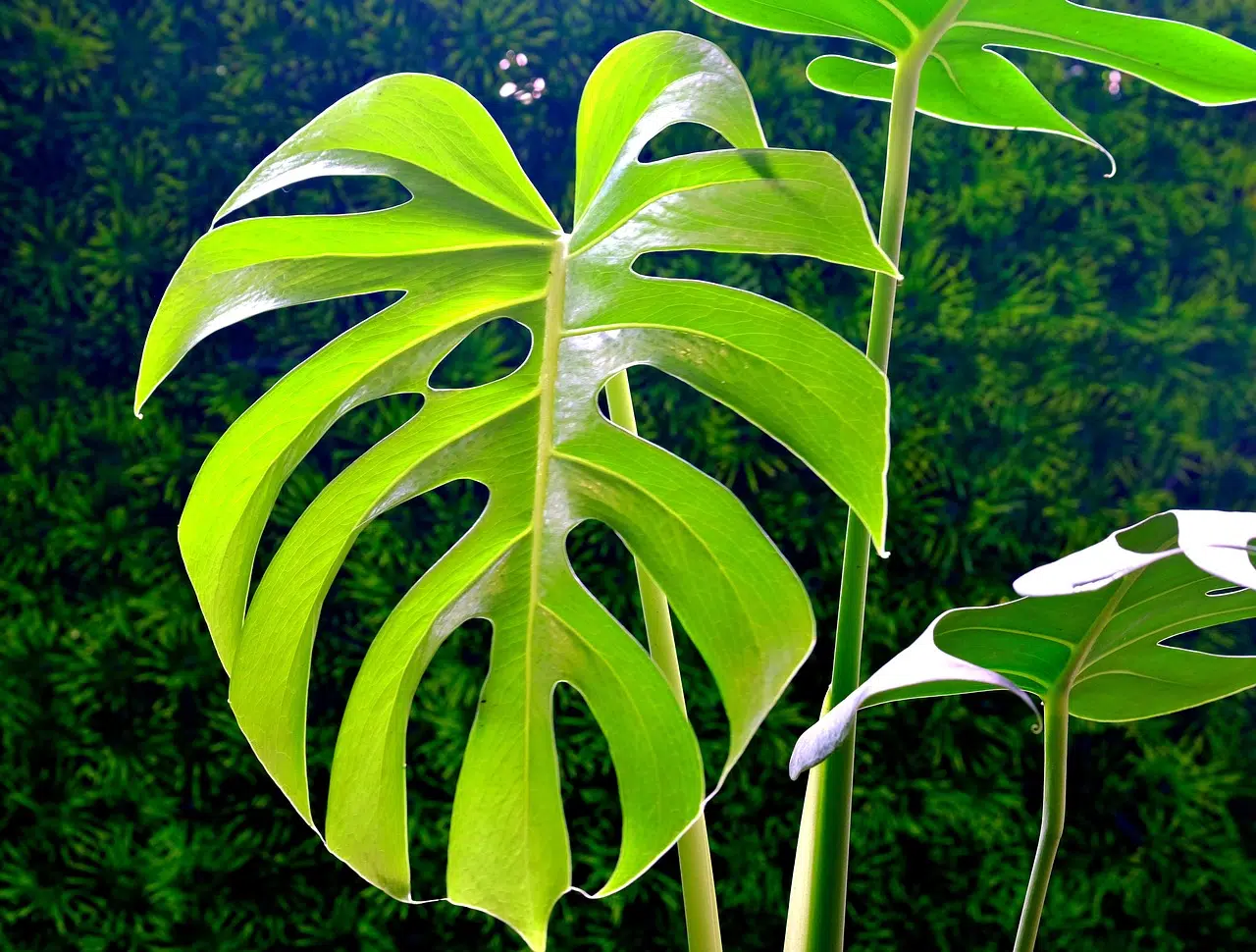 Monstera : comment tailler un monstera deliciosa ?