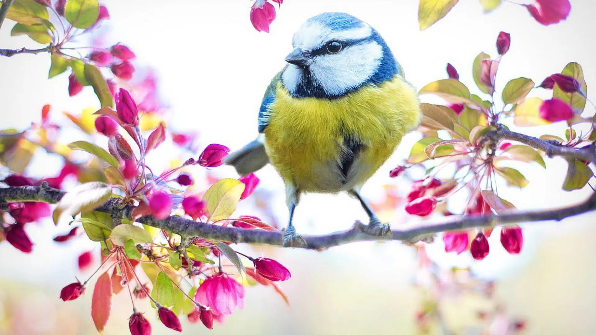 Pourquoi installer des abris pour oiseaux dans son jardin ?