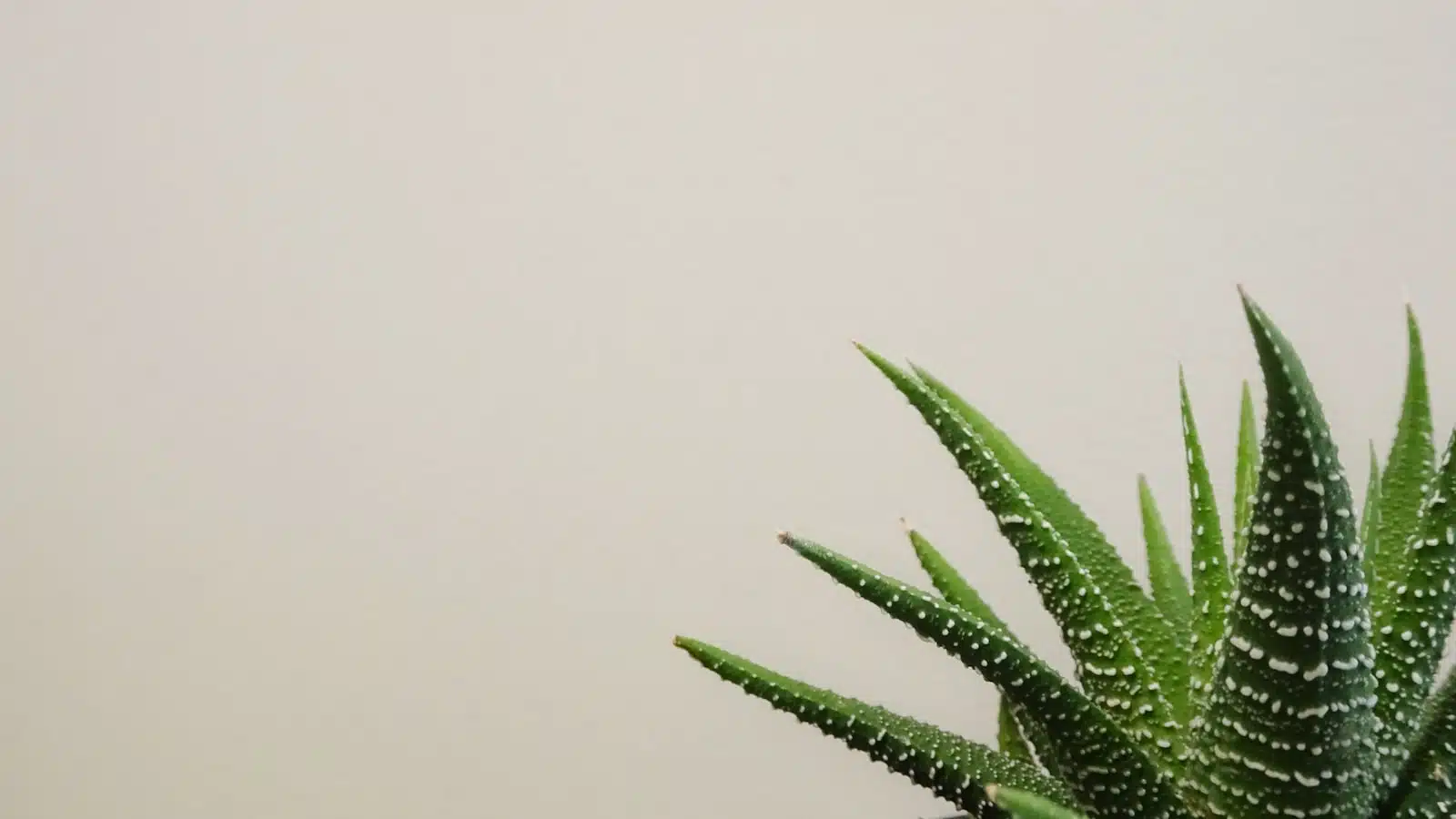 Bouture d’aloe vera : les 3 façons de procéder